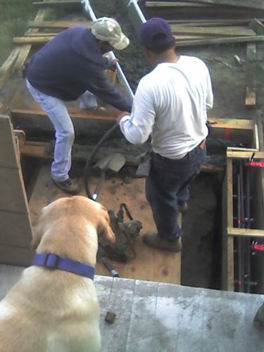 Goldie watching concrete poured into forms for front stairs