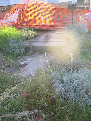 Pruned lavender