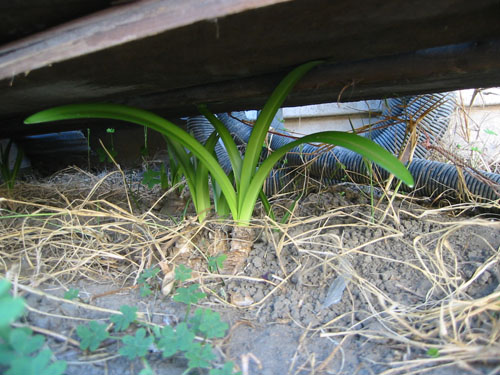 Amaryllis survivors