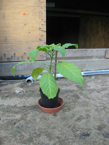 Brugmansia