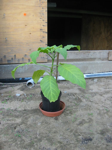 Brugmansia