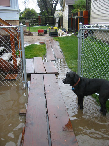 Front gate with dog