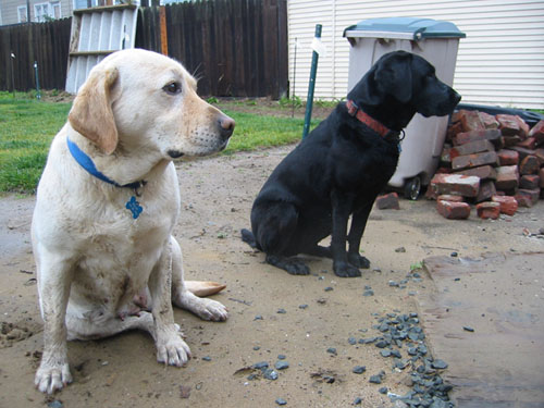 Wet wet dogs