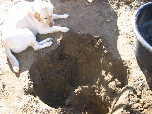 dog and hole