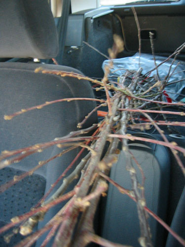 Trees in the car