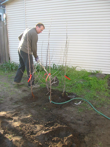 Planting the apples