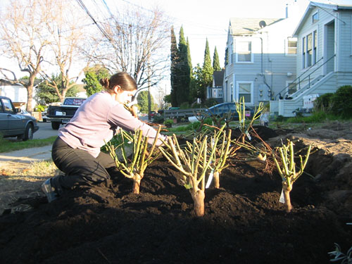 Planting roses