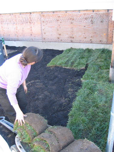 Placing the sod