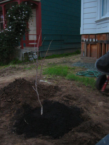 Magnolia replanted