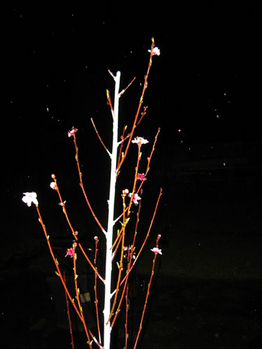 Blooming nectarine