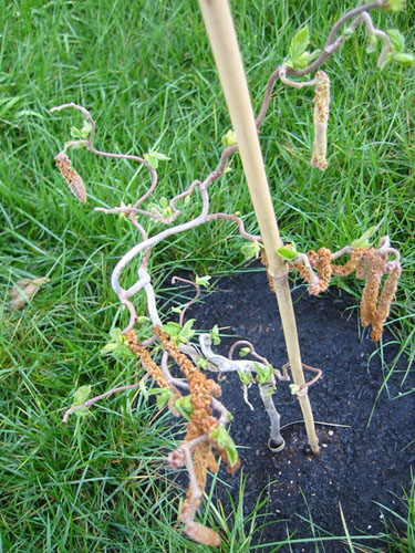 Harry Lauder's Walking Stick