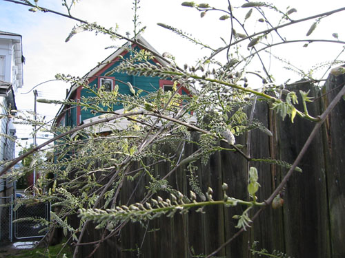 Wisteria on the attack