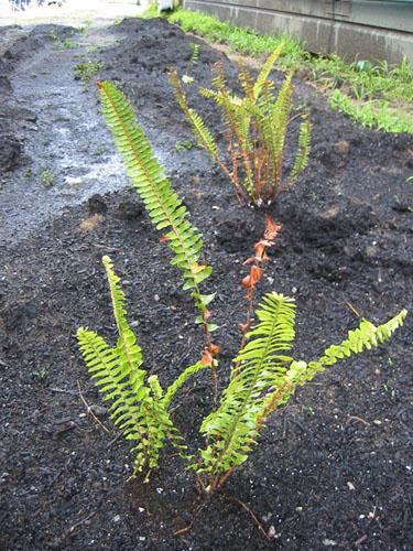 Sword ferns