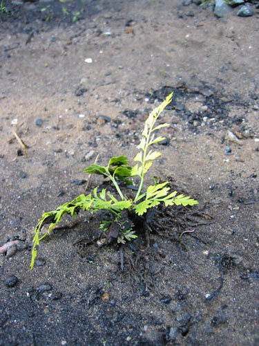 Mother Fern