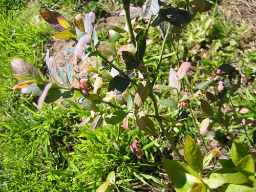 Blueberry flowers