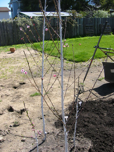 Lots of blooming in the nectarines and peaches