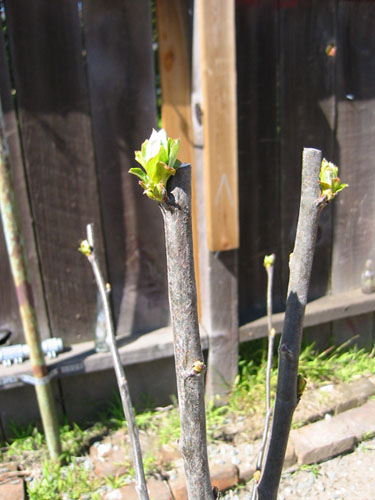 Quince leaves