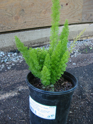 Asparagus fern