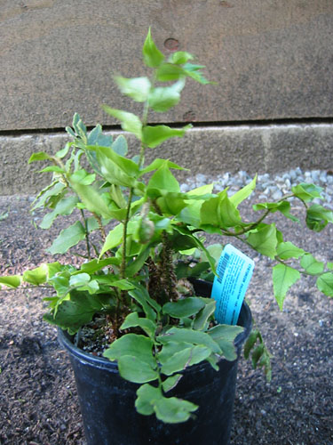 Dwarf foxtail fern