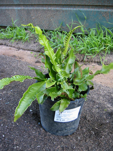 Harts tongue fern