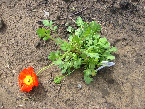 Iceland poppy