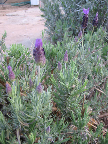 Lavender blooming