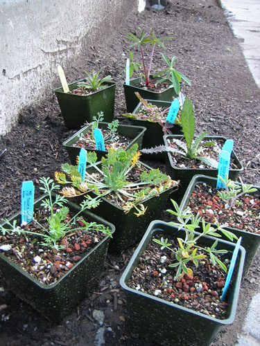 California natives in pots