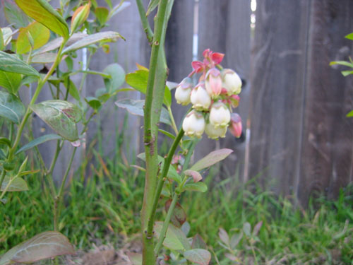 Blueberry flowers