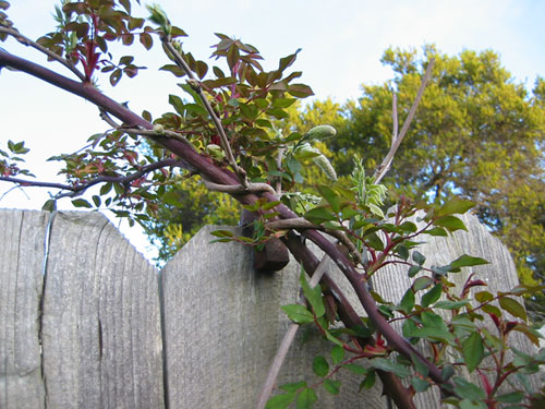 Wisteria vs. Cecile Brunner