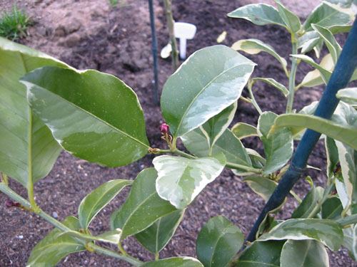 Lemon buds