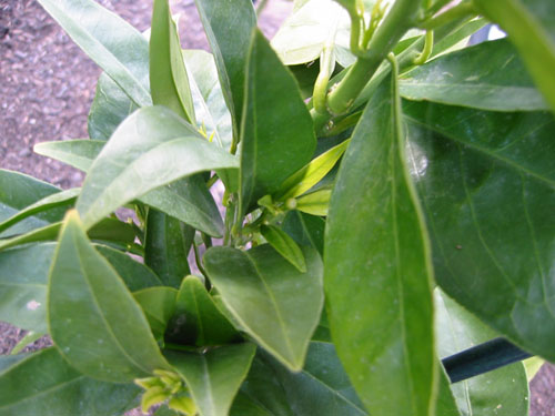 Orange buds