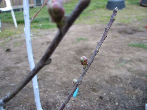 Last peach to bloom