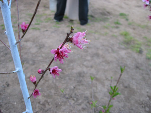 Nectarine blossoms