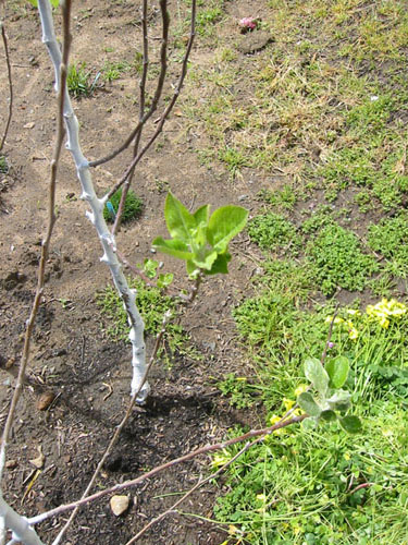 Apple leaves