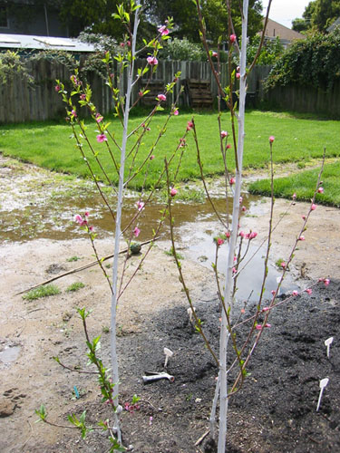 Nectarines and peaches