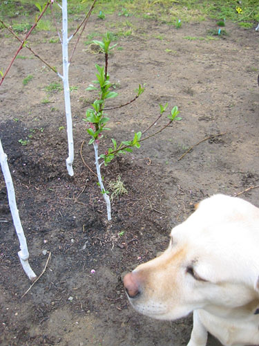 Dog and peach