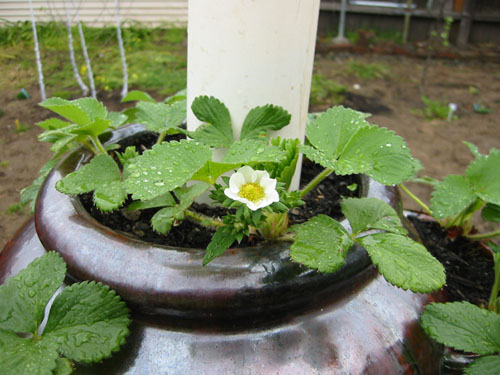 Strawberry flower