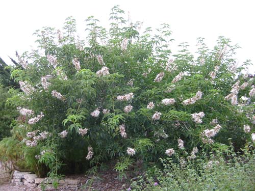 Aesculus californica