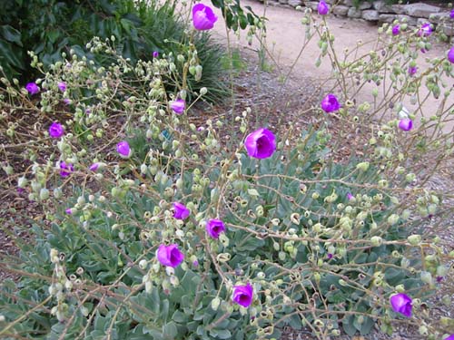 Calandrinia spectabilis