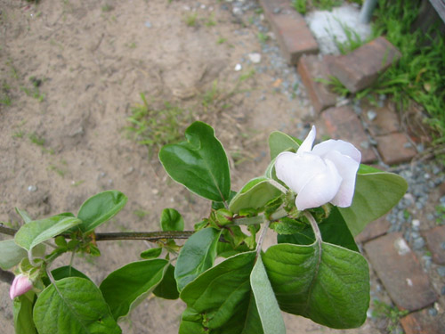 Quince flower