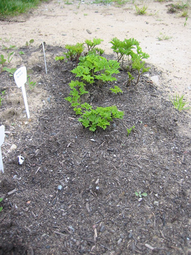 Anemone bed