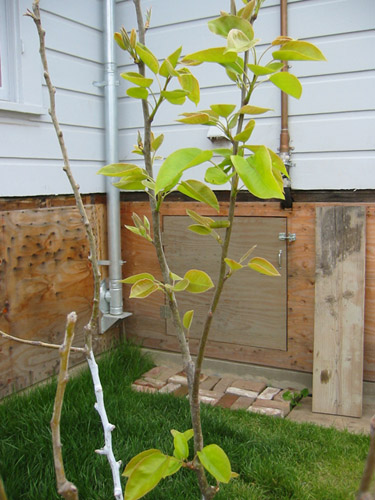 Asian pears