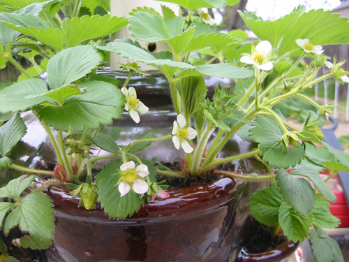 Strawberries!