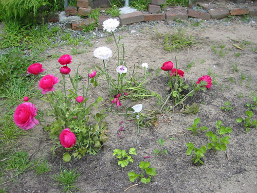 Ranunculus bed