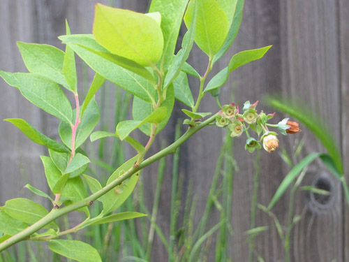 Blueberries