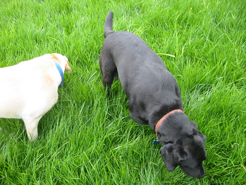 Dogs in the tall grass