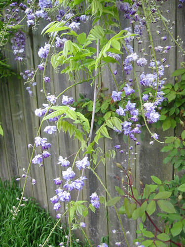 Wisteria