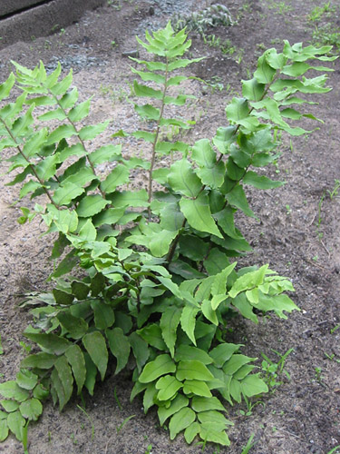 Foxtail fern