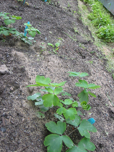 Columbines