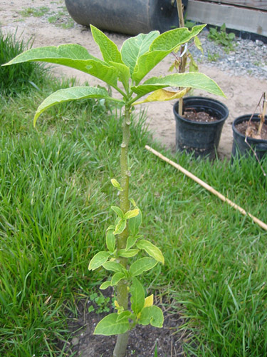 Brugmansia